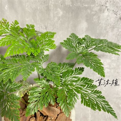 兔腳蕨風水|兔腳蕨：居家綠意與好運的完美結合 – 植物盆栽綠寶典